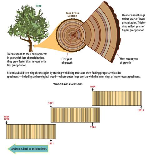 Tree Rings Diagram