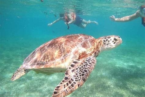 2024 Akumal Swim With The Turtles In Akumal With A Local Guide