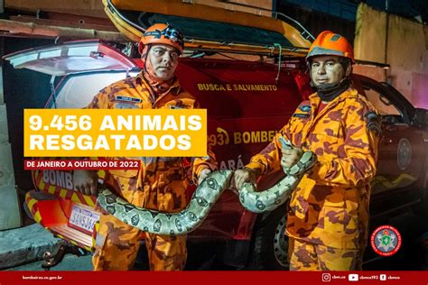 Cbmce Resgatou Mais De Nove Mil Animais Em