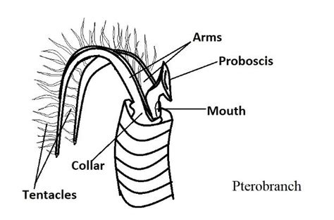 Phylum Hemichordata Examples And Characteristics Biology Class