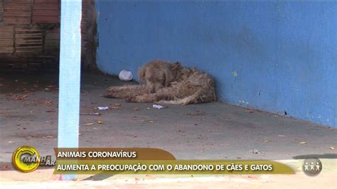 Manh No Ar Aumenta A Preocupa O O Abandono De C Es E Gatos