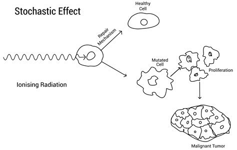 Exam Deterministic And Stochastic Effects The Imaging Physicist