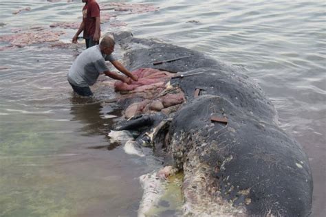 Sperm Whale Found Dead After Swallowing More Than 1,000 Pieces Of Plastic Waste