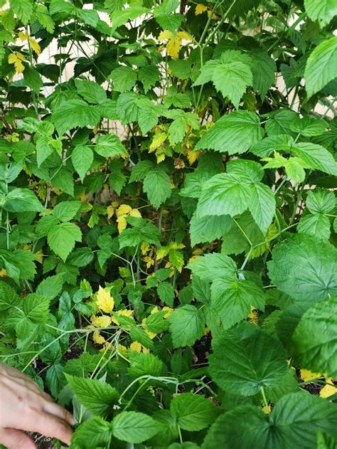 Help Me Save My Raspberries R Plantclinic