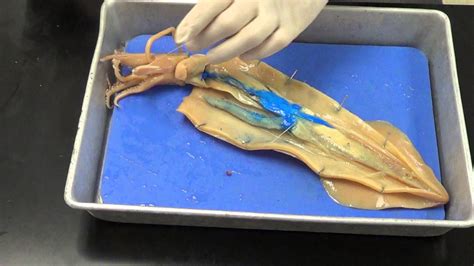 Squid Dissection Diagram