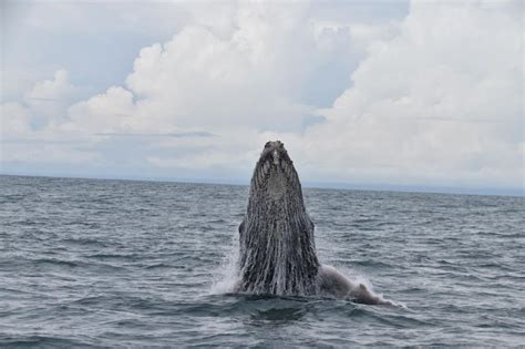 Drake Bay Tur Med Hval Og Delfinobservation GetYourGuide