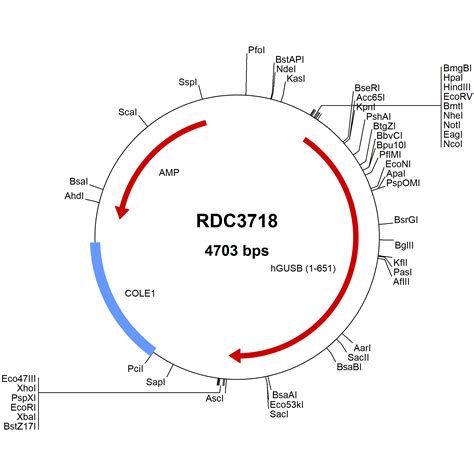 Human beta-Glucuronidase/GUSB (NP_000172.2) VersaClone cDNA (RDC3718 ...