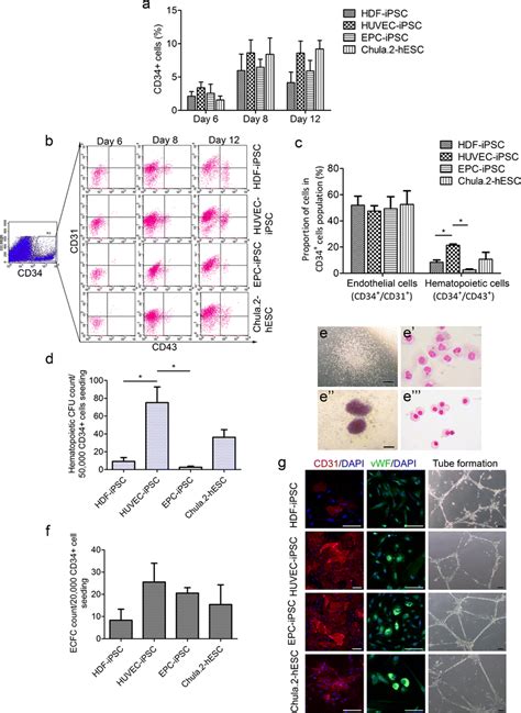 Hematopoietic And Endothelial Differentiation Of Ipscs And Hescs A At Download Scientific