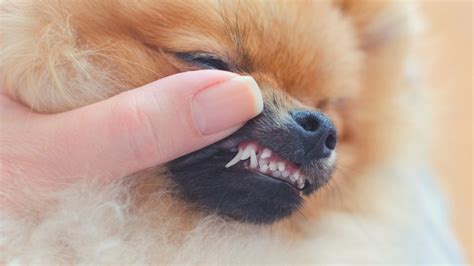 How To Stop Dog Teething