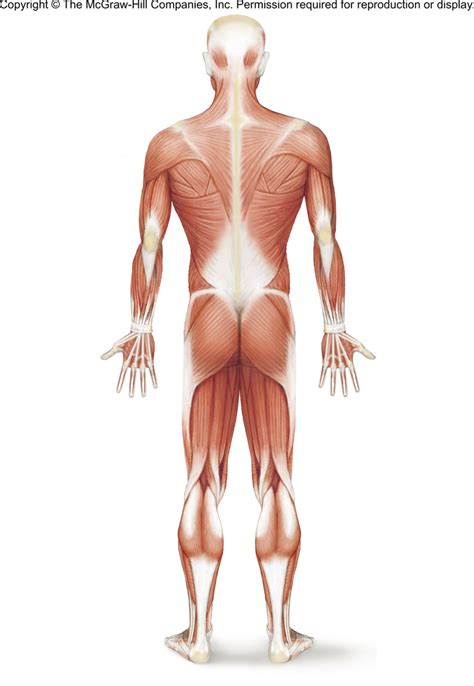 Muscles Of Human Body Posterior Diagram Quizlet