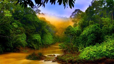 Popular 13+ Gambar Hutan Hujan Tropis, Terupdate!