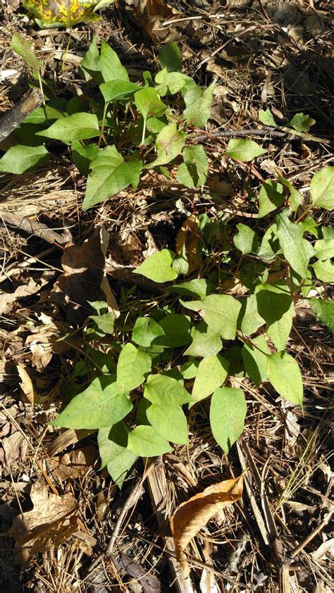 Japanese Knotweed The Backyard Invasives Project