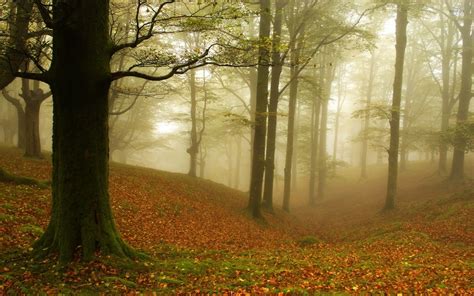 Foggy Autumn Wallpapers - Wallpaper Cave