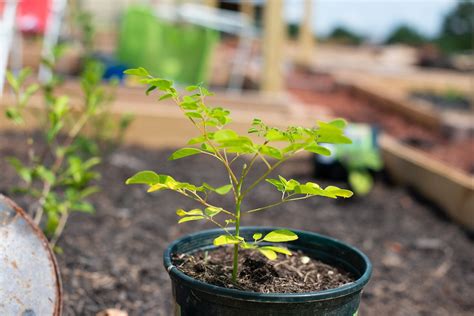 Moringa Oleifera Seeds 10 Dwarf Moringa Tree Seeds Miracle Etsy