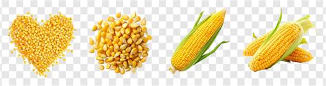 premium psd set  illustration corn kernels   shape
