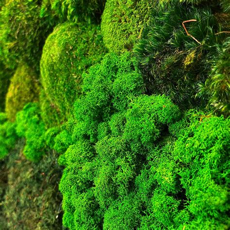 Moss Wall Cost Guide | Biophilic Design | Boston