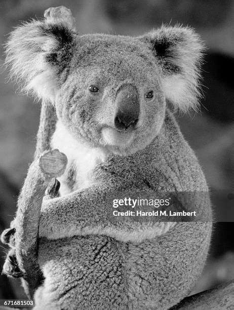 72 Koala Bear Cub Stock Photos, High-Res Pictures, and Images - Getty ...