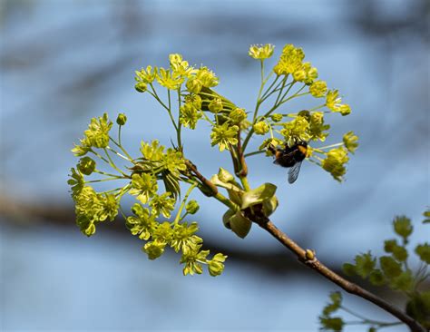 Ahornbl Ten Bienen Lieben Sie