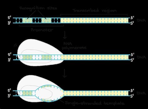 Understanding the Process of Transcription with a Diagram