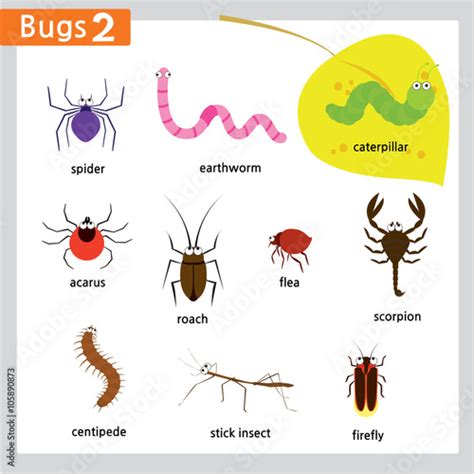 10 bugs and insects with names isolated in white Stock Vector | Adobe Stock