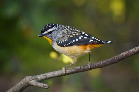 Spotted Pardalote 1 Craig Boase