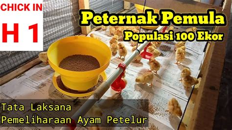 Memelihara Ayam Petelur Dari Doc Sampai Produksi Saat Ayam Datang Youtube