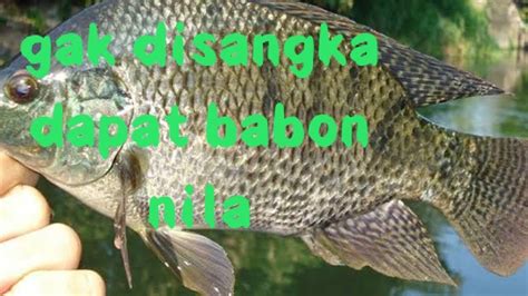 Mancing Ikan Nila Babon Di Danau YouTube