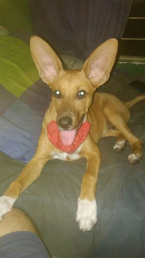 [Breeds] Any idea what breed my little kangaroo/dog is? : dogs