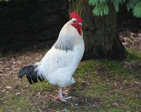 Chicken Colors: Rarest to Most Common - AZ Animals