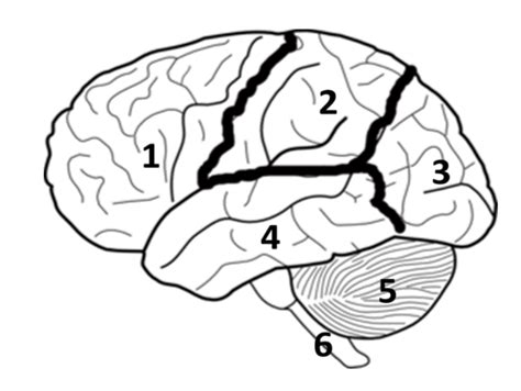 Brain Fig Exam 4 Diagram Quizlet