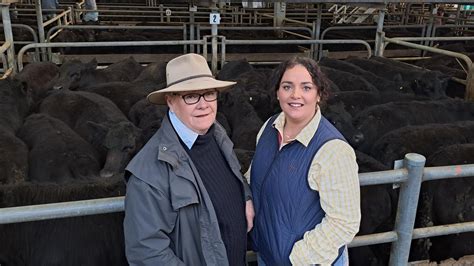 Cattle Prices Wangaratta Store Cattle Tested At Huge Yarding The