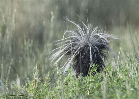 Striped Skunk Butt Mia Mcpherson S On The Wing Photography