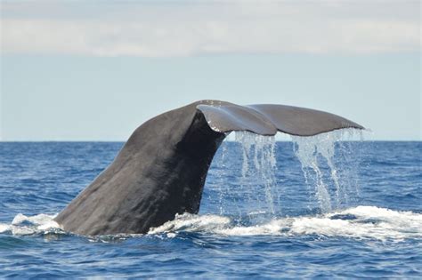 Tenerife Tour En Barco Para Avistar Ballenas Y Delfines Getyourguide