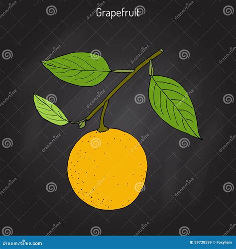 Citrus Paradisi Albero Del Pompelmo Di Agrume Subtropicale