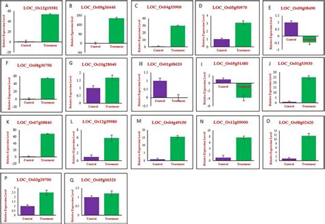 Qpcr Analysis Of Gene Expression In Rice Leaves Ag And Roots Hq After