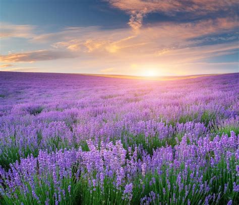 Premium Photo | Meadow of lavender at sunset