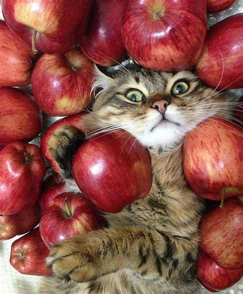 Create Meme Cat Apple Pictures Meme