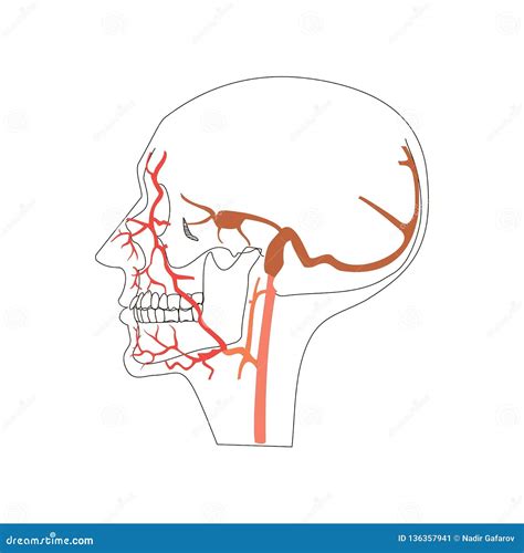 Head Or Skull Vein Arteries System Isolated Flat Illustration Stock