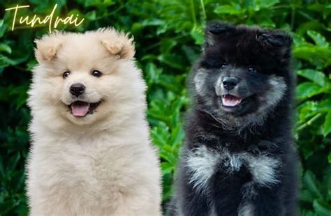 Future Litters Tundrai Finnish Lapphunds