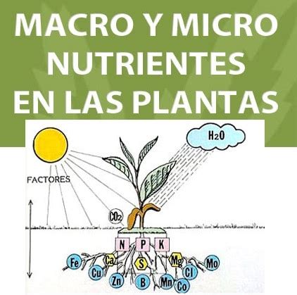 Para Que Sirven Los Nutrientes Mas Comunes En Las Plantas