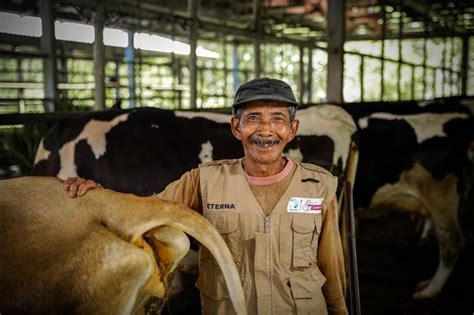 Produksi Susu Menurun Petani Lokal Dinilai Berpotensi Penuhi Kebutuhan