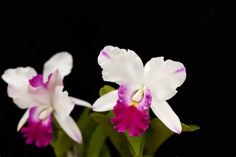 Colombian Flower Cattleya Meaning Symbolism And Colors Pansy Maiden