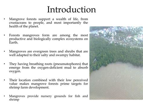 Ppt Effects Of Shrimp Farming On Mangroves Powerpoint Presentation