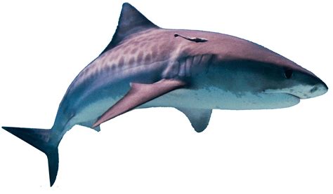 Megalodon Tiburón Png Foto