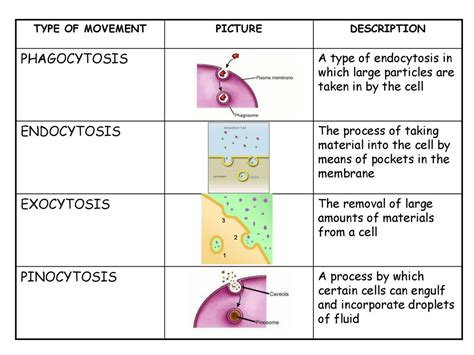 Phagocytosis Endocytosis Exocytosis Pinocytosis Ppt Download