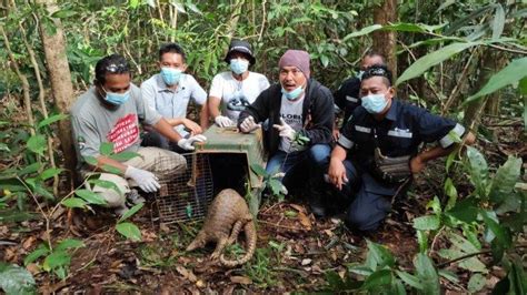 Alobi Foundation Lakukan Pelepasliaran Trenggiling dan Musang Pandan ke Habitat Aslinya ...