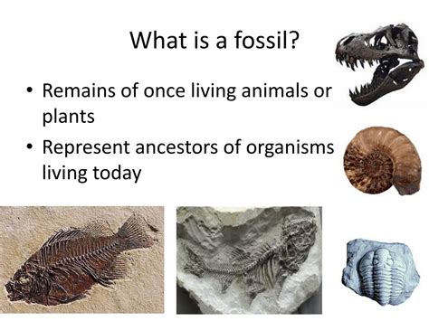 Ppt Fossils Powerpoint Presentation Free Download Id6508186