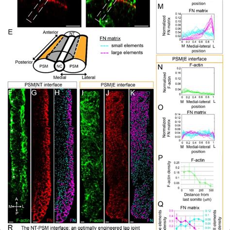 Gradients Of Fibronectin Matrix And F Actin Correlate With In Silico