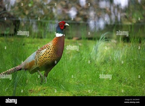 Pheasant Tail Grass Hi Res Stock Photography And Images Alamy