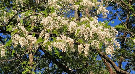 Black Locust Tree Flowers